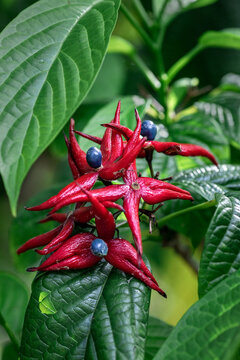 Closeup of Clerodendrum Trichotomum  or Harlequin Glorybower plant with green leafs in Miami