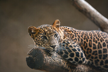 Close-up of a Sri Lankan leopard (Panthera pardus kotiya) resting on a tree trunk. Endangered big...