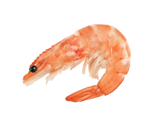 One boiled shrimp is highlighted on a transparent background.