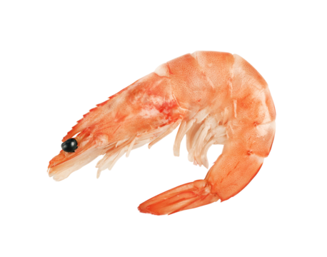 One boiled shrimp is highlighted on a transparent background.