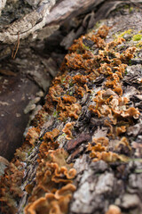 False turkey tail on a log in Germany