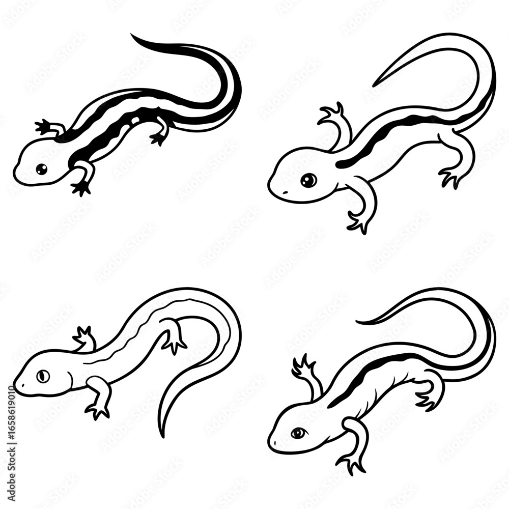 Poster illustration showing four salamanders with different stripe patterns in black and white outline styl