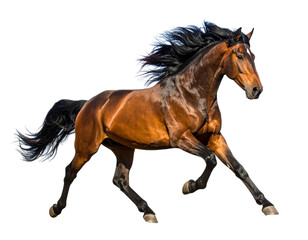 Fototapeta premium Galloping Horse in Side Profile with Flowing Mane, Isolated PNG.And transparent the background.