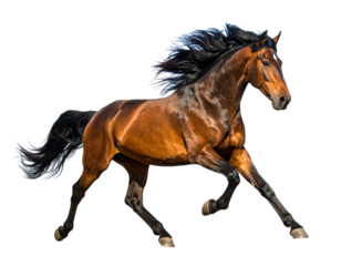 Galloping Horse in Side Profile with Flowing Mane, Isolated PNG.And transparent the background.