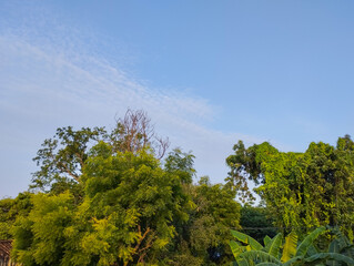 Lush Tropical Greenery Under a Clear Blue Sky