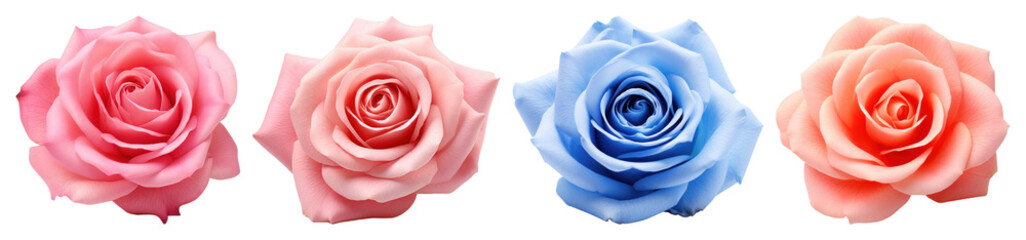 PNG Colorful vibrant blooming roses, element set on transparent background