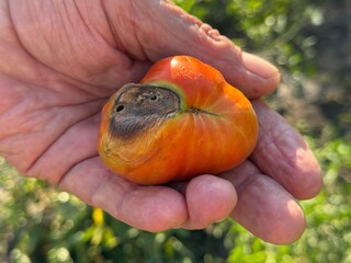 Late blight caused Phytophthora infestans, is a destructive disease affecting tomato plant.