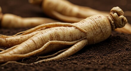 Ginseng roots in soil