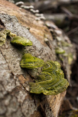 Green mushroom growing on a tree in Germany