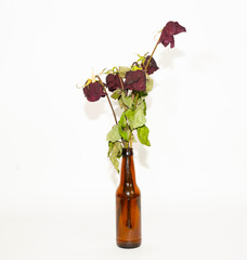 Dying rose in a  bottle
