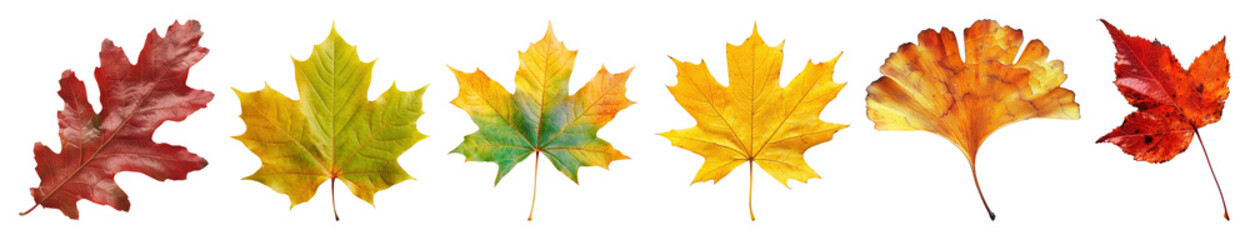 Obraz premium PNG Colorful autumn leaves arrangement, element set on transparent background