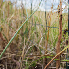 A common orb weaver spider, Araneidae, meticulously constructs its intricate web