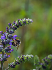 Natural symbiosis : bee and flower in a harmonious embrace