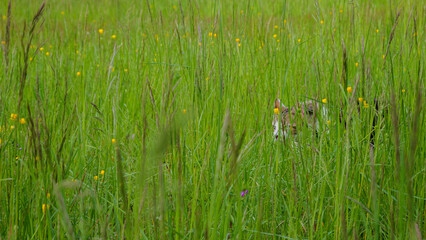 A cute black and white house cat on a quiet walk in a meadow
