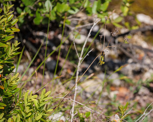 Yellow and Black Owlfly Insect Perched on Dry Plant Stem in Sunlight