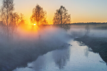 Sun rays shine through a birch tree in the fog