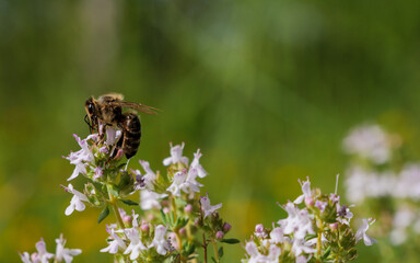 Busy honey bee on blooming flowers, essential for nature's balance