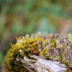 Tiny life forms showcasing natural resilience and intricate growth