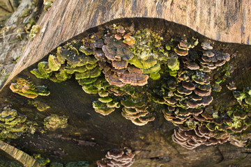 Turkey tail growing on log in Germany