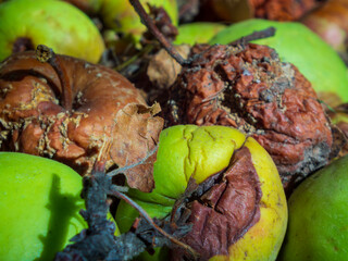 A detailed close-up of a pile of rotting apples.