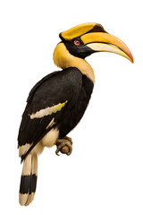 Obraz premium Great Hornbill Perched with Wings Closed, Photorealistic Full Body Portrait with Detailed Feathers and Beak, Isolated on Pure White Background, High Resolution Wildlife Stock Photo