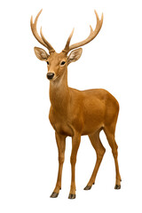 Fototapeta premium Eld’s Deer Standing Gracefully, Full Body Photorealistic Portrait with Detailed Antlers, Isolated on Pure White Vertical Background, High Resolution Wildlife Stock Photography