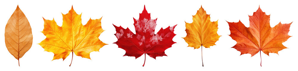 Fototapeta premium PNG Colorful autumn leaves collection, element set on transparent background