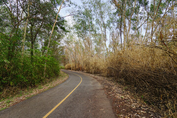 Fototapeta premium road in the forest with trees burned by fire at countryside