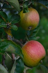 Close-up of two ripe apples on a tree branch with green leaves, natural fresh fruit concept