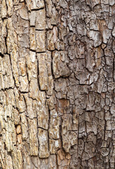 The structure of the bark of an oak tree, in the wild on a sunny spring day, close-up