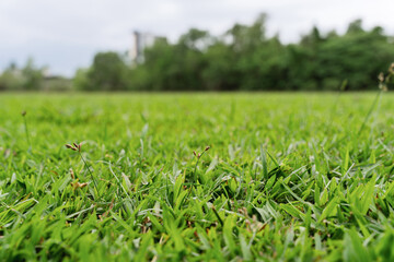 Close Up of Green Grass with Seed Heads