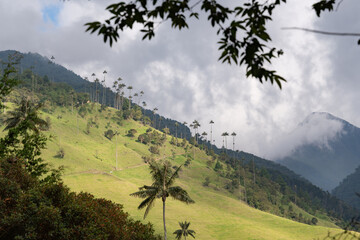 Cocora Valley. Wax palms in Colombia. View of a magical forest in Colombia called cocora valley with many wax palms and mist. Travel Colombia