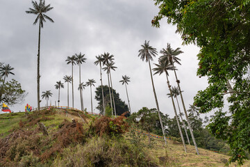 Cocora Valley. Wax palms in Colombia. View of a magical forest in Colombia called cocora valley with many wax palms and mist. Travel Colombia