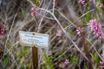 Prunus tenella plant with pink flowers and a name tag