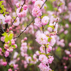 Square frame close-up of pink Prunus triloba blossoms blooming on a branch