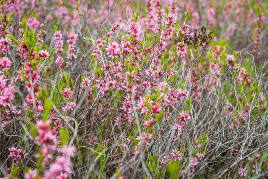 Wallpaper, card with Prunus tenella flowers in full bloom, covering a field with pink blossoms