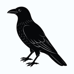 Obraz premium Bold black silhouette of an american crow in flight isolated on white background