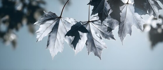 Backlit Silver-Grey Maple Leaves with Detailed Veins Against a Soft Blue Sky