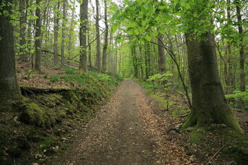 Leaf covered forest path in deciduous green woodland in early spring season