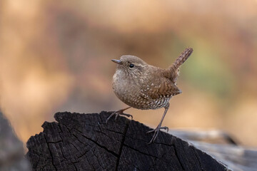 Winter Wren taken in southerm MN