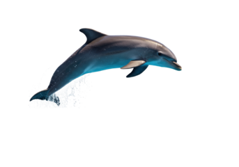 Sleek grey bottlenose dolphin captured mid-leap, arcing upwards with powerful tail and dramatic water splashes, isolated against a transparent background. Concept of breakthrough and peak performance