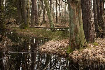 Water and trees near Homburg Castle