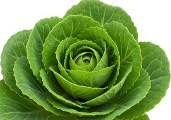 Obraz premium Vibrant green ornamental cabbage with tight rosette formation