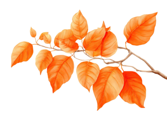 Autumn branch with vibrant orange leaves.  A branch of leaves,  displaying a rich, warm orange hue,  against a black background.  Fine details show leaf veining