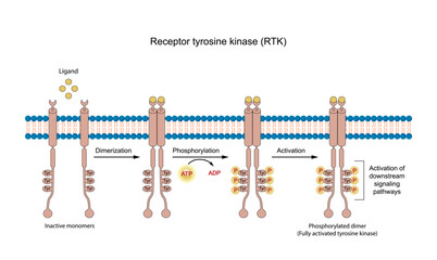 Tyrosine kinase receptor, RTK. Dimerization, phosphorylation, activation. Cell membrane receptors for ligands as growth factors and cytokines. Insulin receptor. Vector illustration.