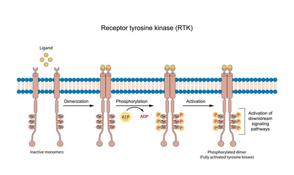 Tyrosine kinase receptor, RTK. Dimerization, phosphorylation, activation. Cell membrane receptors for ligands as growth factors and cytokines. Insulin receptor. Vector illustration.