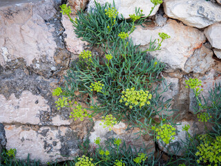Sea fennel plant growing among rocks on the Adriatic coast in Biograd na Moru, Croatia, with stone wall in the background.