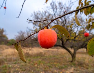 Ripe persimmon on branch