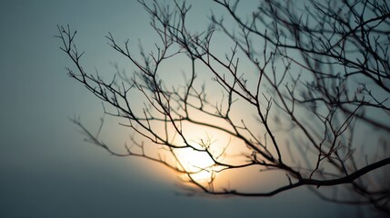 Silhouetted branches frame a beautiful sunset as daylight fades into twilight