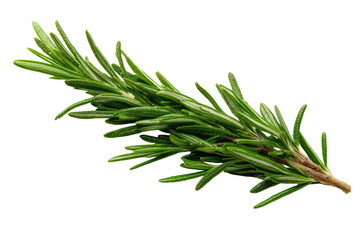 Fresh rosemary sprig, bright green, sharply detailed, isolated on black background